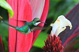 Purple-crowned Fairyborder=